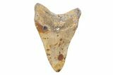 4.40" Fossil Megalodon Tooth - North Carolina - #202205-1